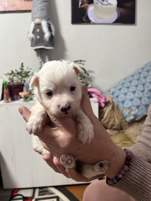 Собачка маленької породи в добрі руки