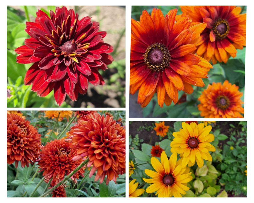 Рудбекия многолетняя махровая тысячелистник хризантемы