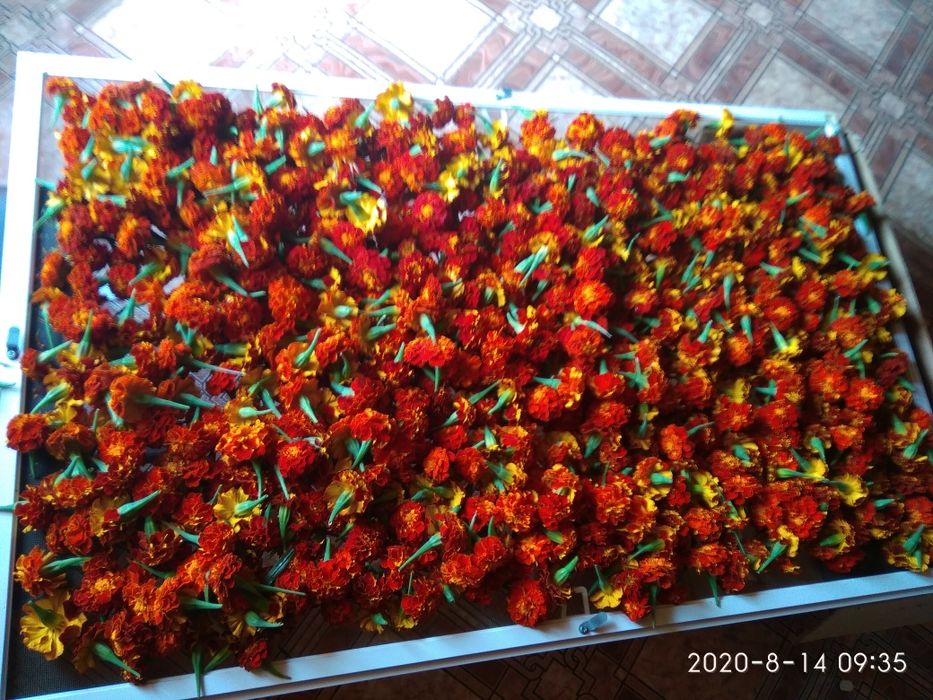 Бархатцы- лучшая противовирусная профилактика. Эффективно,бюджетно.