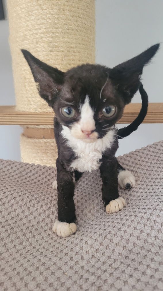 Devon rex kocurek