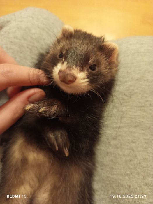 Fretka samiec 4 miesiące