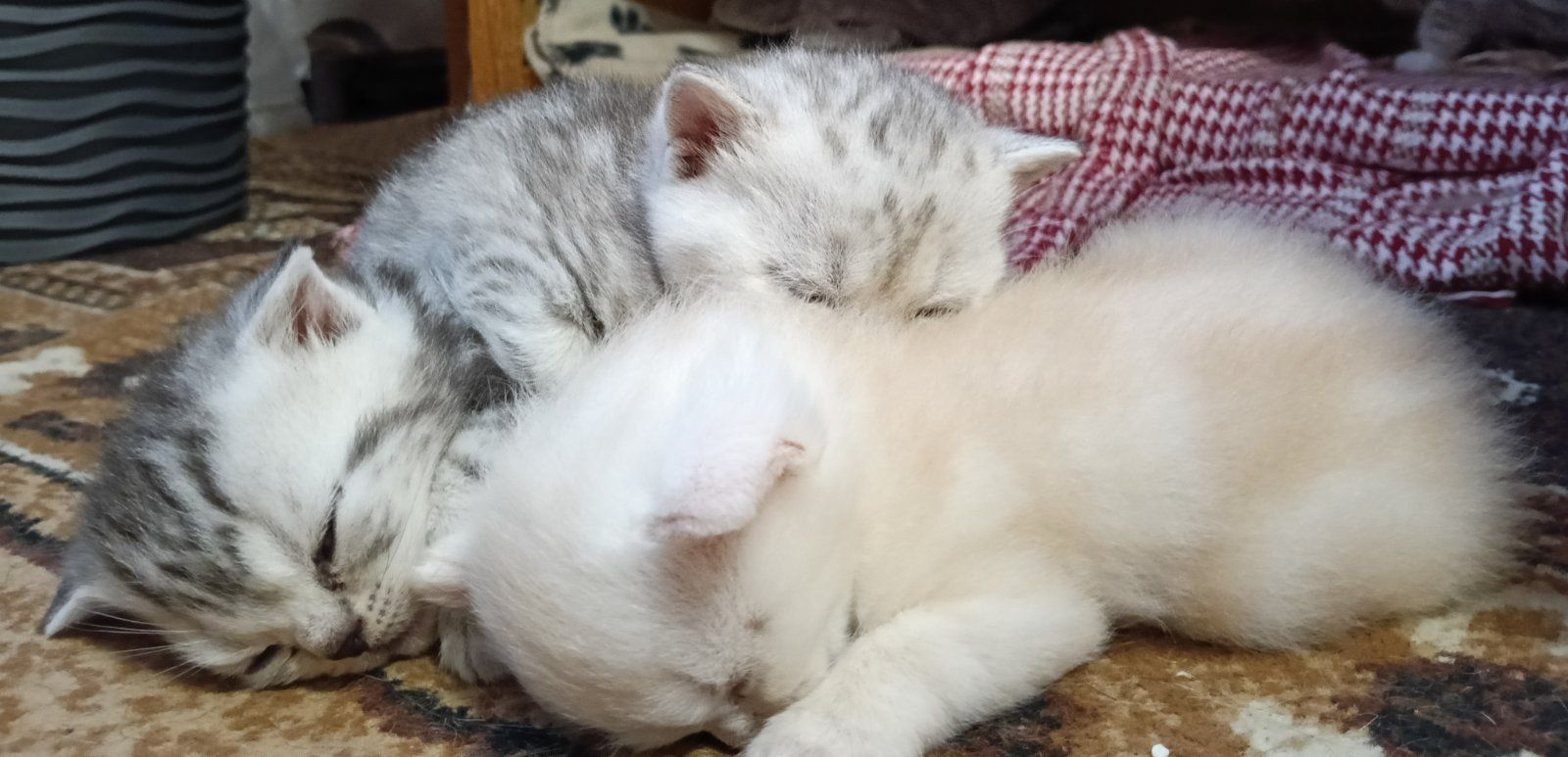 Кошенята Шотландські
