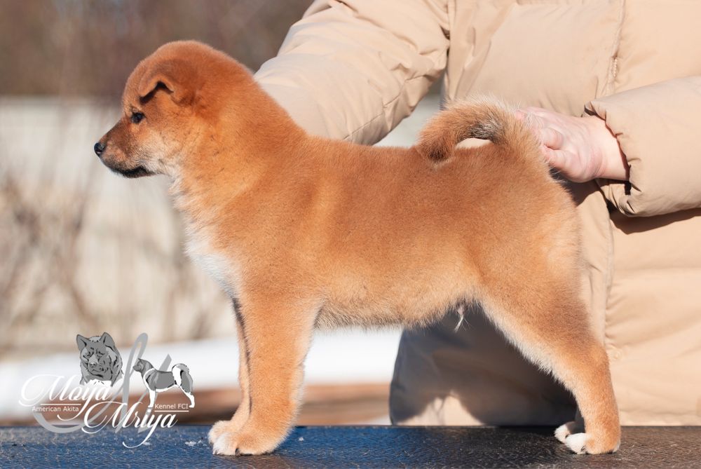 Шиба іну / шиба ину / shiba inu