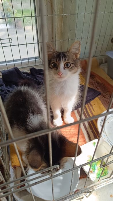 Кошенята з фронту, Мона і Ліза , 5 місяців взяти в родину