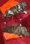 Lagotto romagnolo piesek brązowy FCI ZKwP