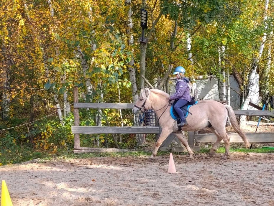Ogier fiord niemieckiej hodowli ujeżdżony z polską licencją