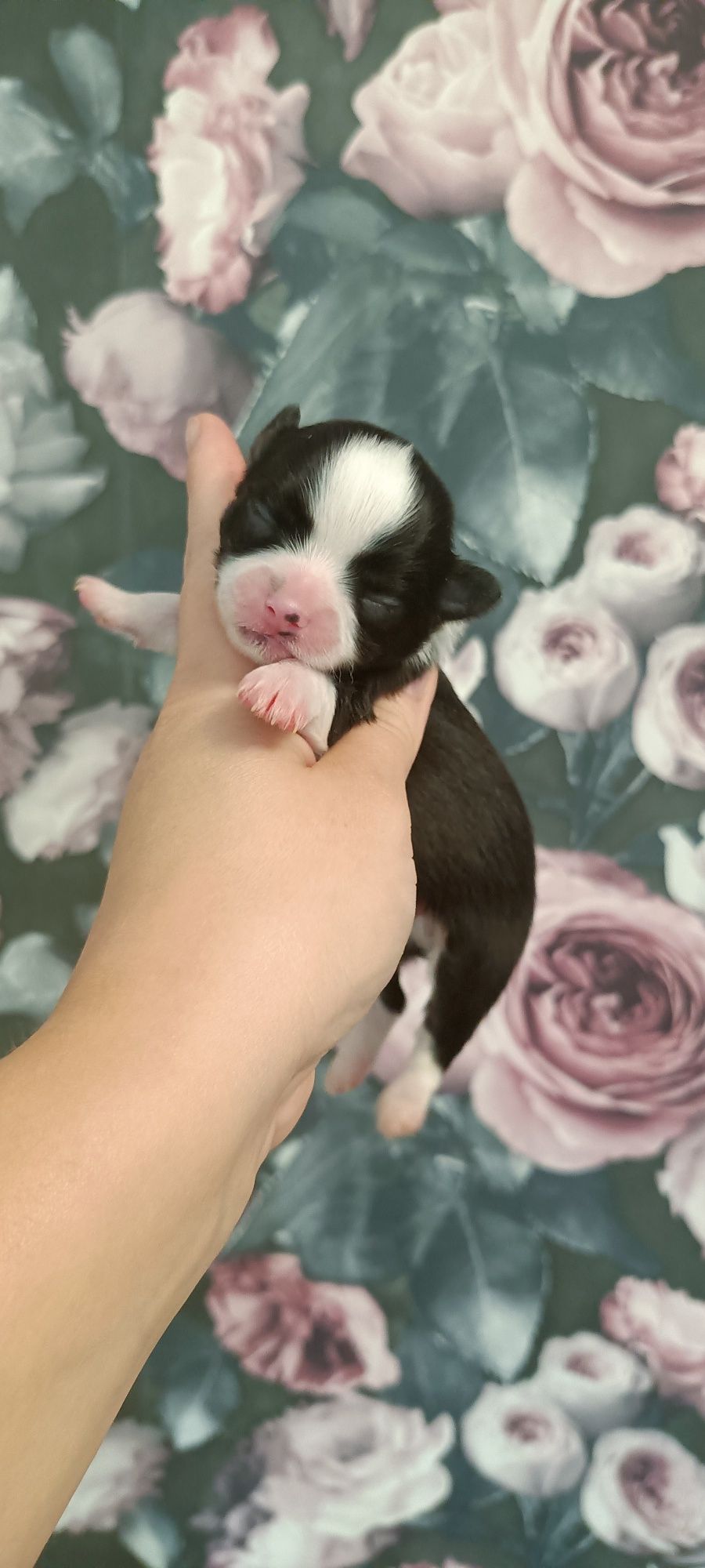***Chłopczyk chihuahua***