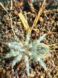 Acanthoscurria geniculata l3