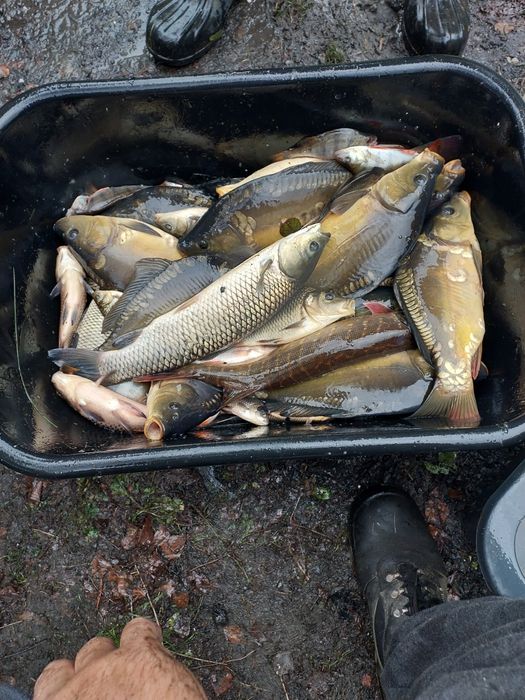 Ryby karp królewski golas kroczek amur sum szczupak karaś okoń płoć