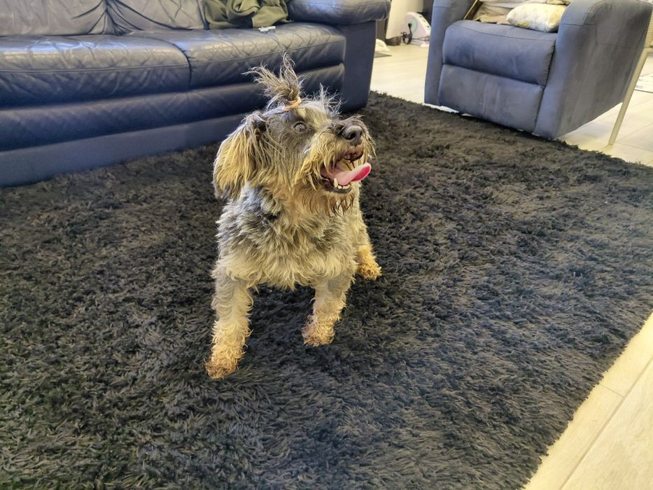 Sal- cão de porte pequeno para adoção responsável (8kg)