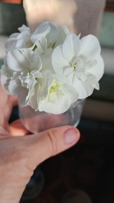 Герань Пеларгонія біла саджанці