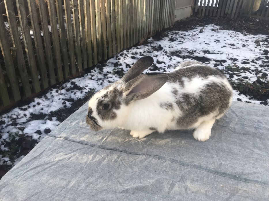 Продам кроликів!!! ( Самеь)