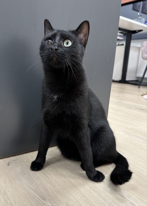 Cudowny Daktyl szuka domu