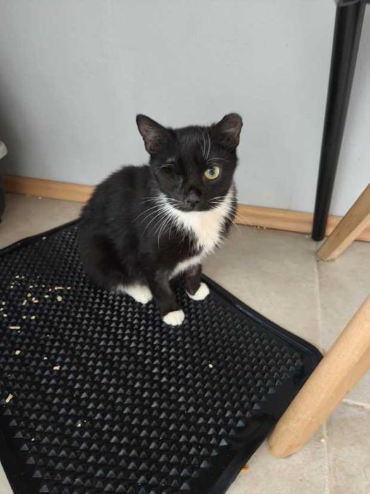 BENIA  - wojowniczka po przejściach szuka domku na zawsze!