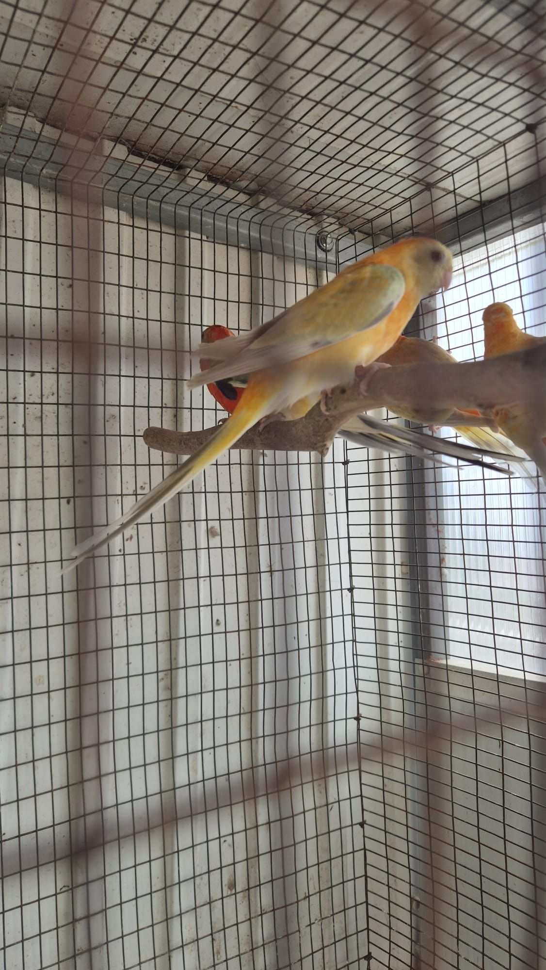 Ring neck, caturras, red rumped