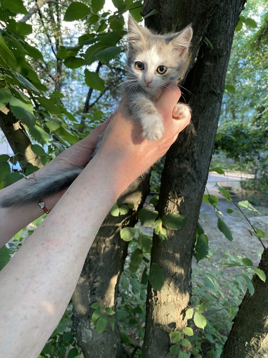 Котята кошки  в добрі руки