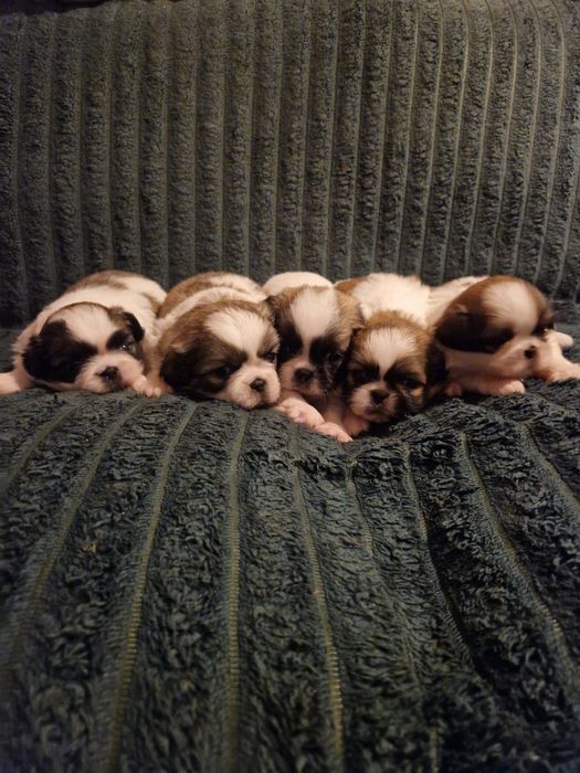 Cão a venda fofinho