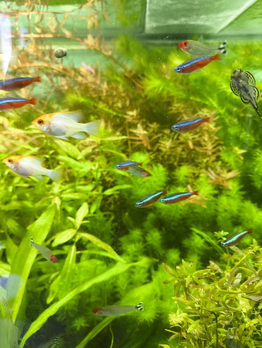 Аквариумные рыбки.