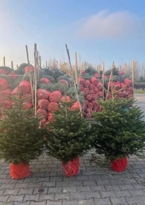 Żywe choinki z dostawą do domu gratis jodły kałkaskie cięte i w donicy
