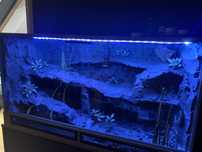 Terrarium 120x60x60!! + gekon lamparci!! Wyposażone!!