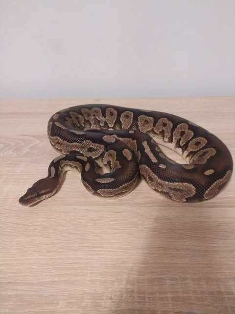 Samiec Królewski Cinnamon Calico
