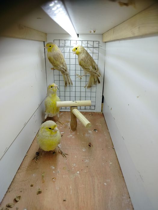 Samiczki kanarków 2025r.