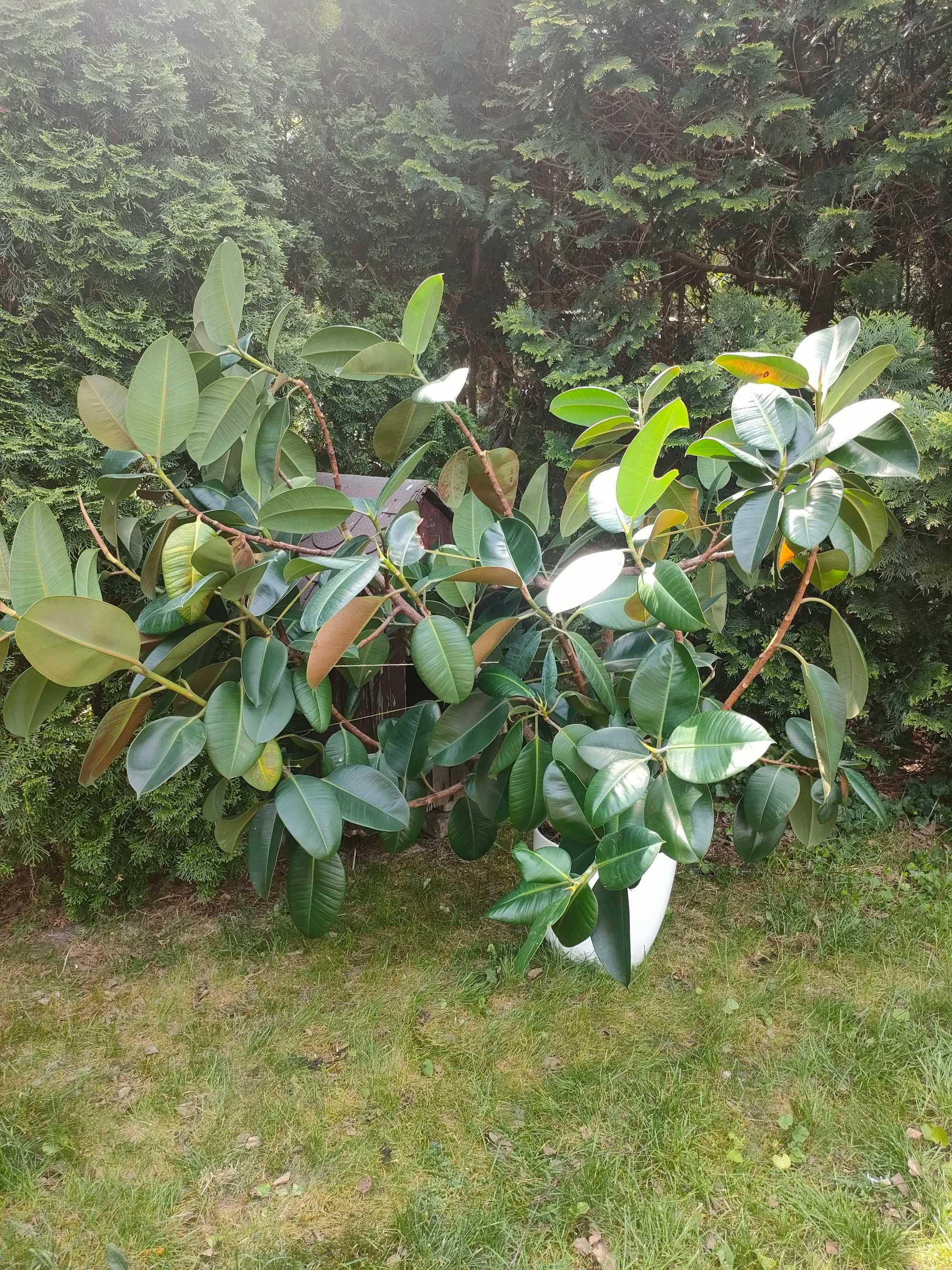 Ficus elastica tylko odbiór własny