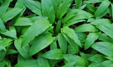 Czosnek niedźwiedzi 5kg Allium ursinum 1kg świeży