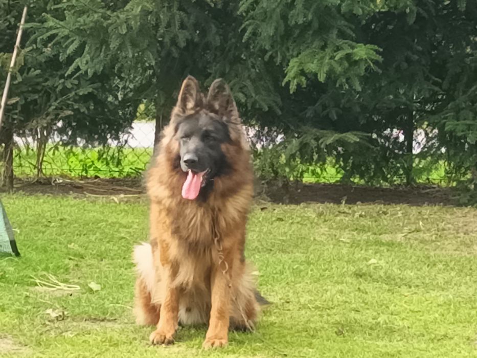 Oddam za darmo owczarka niemieckiego