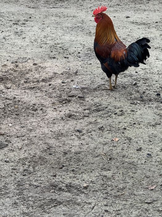 Sprzedam koguty zielononóżki