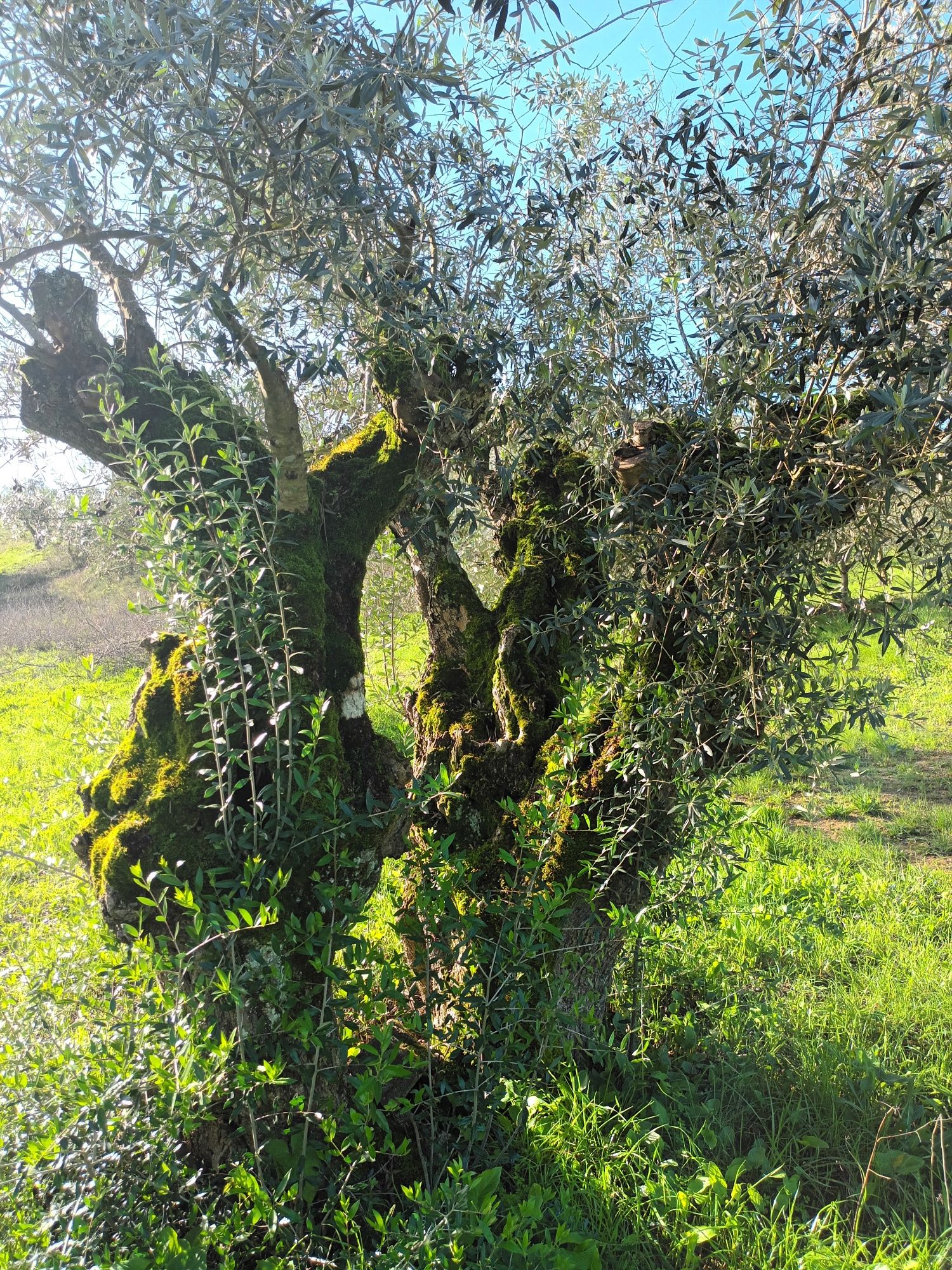 Oliveiras galegas centenárias