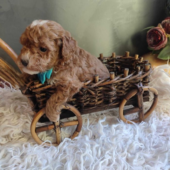 Bichpoo/Pochoon/Maltipoo > dotępny piesek .