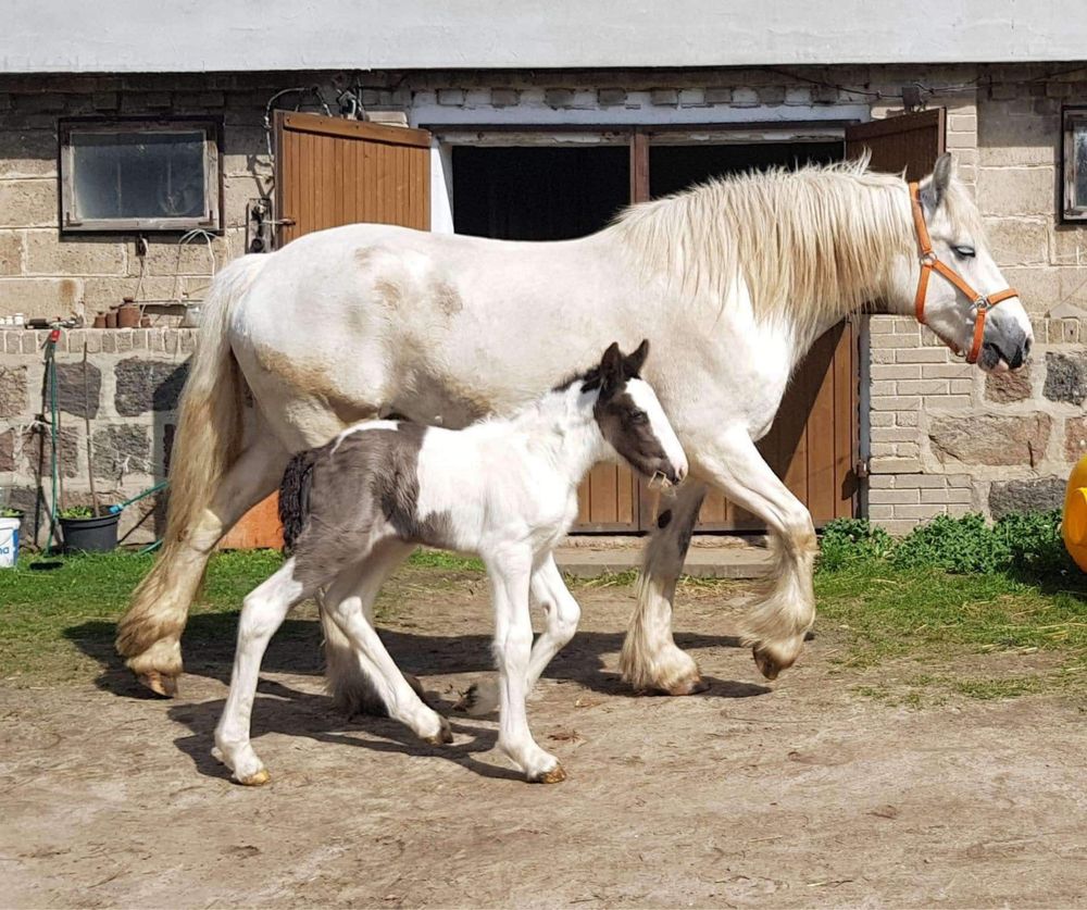 Klacz shire jedyna w Polsce