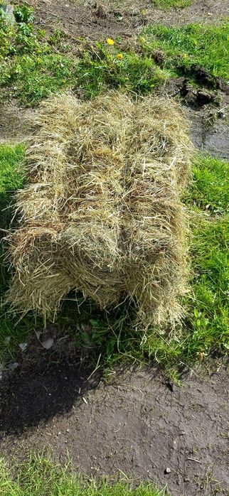 Siano kostka suche ładne lub balot sianokiszonka mozliwy transport