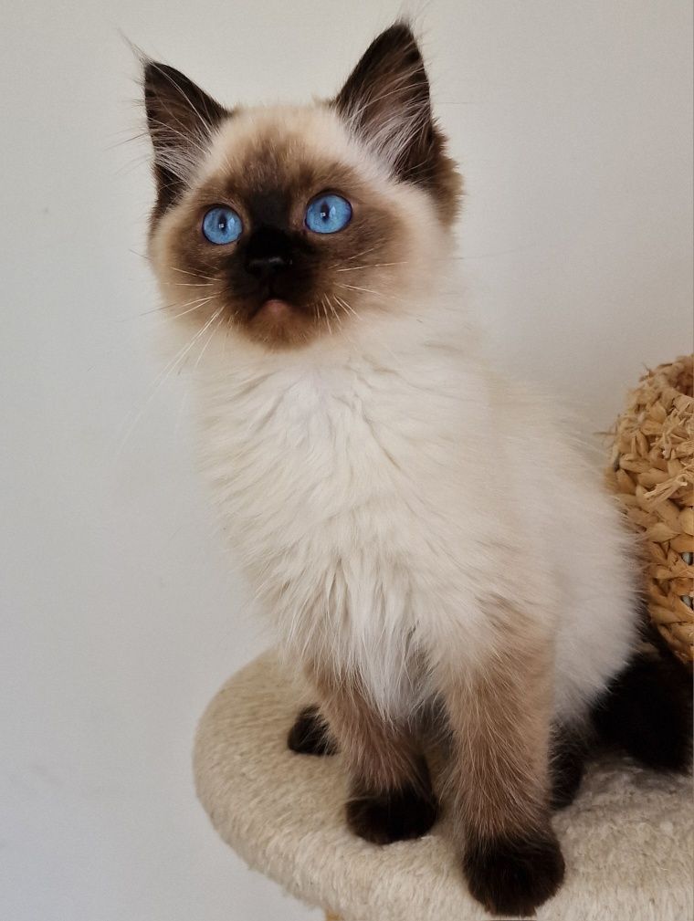 Kocurek ragdoll z międzynarodowym rodowodem FIFE.