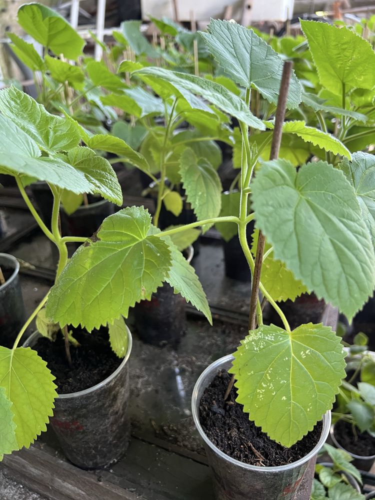 Paulonia elongata, paulownia elongata , data do plantio , janeiro