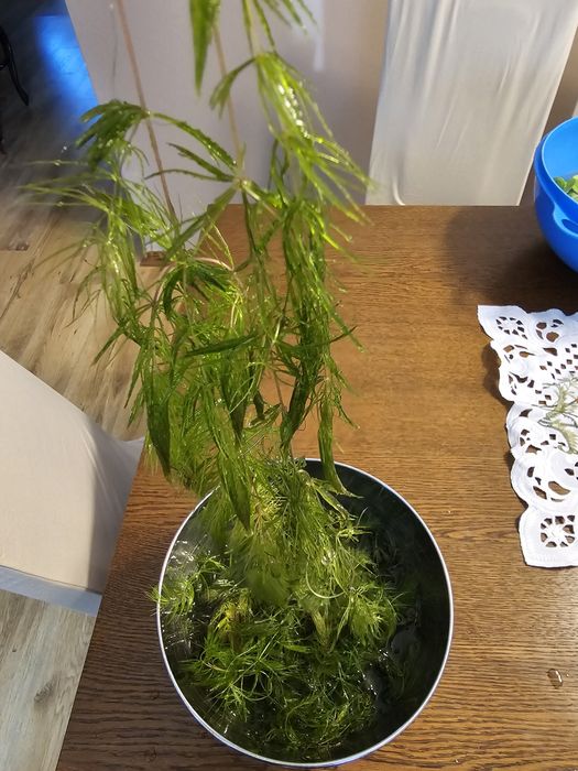 Rogatek  do akwarium oczka wodnego