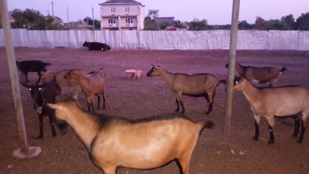 Стадо. Кози. Продам дійних кіз. Альпійська порода. цап.