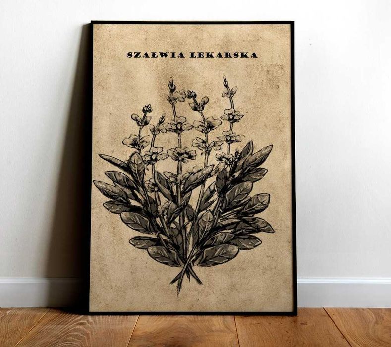 Plakat, rycina SZAŁWIA A4 vintage