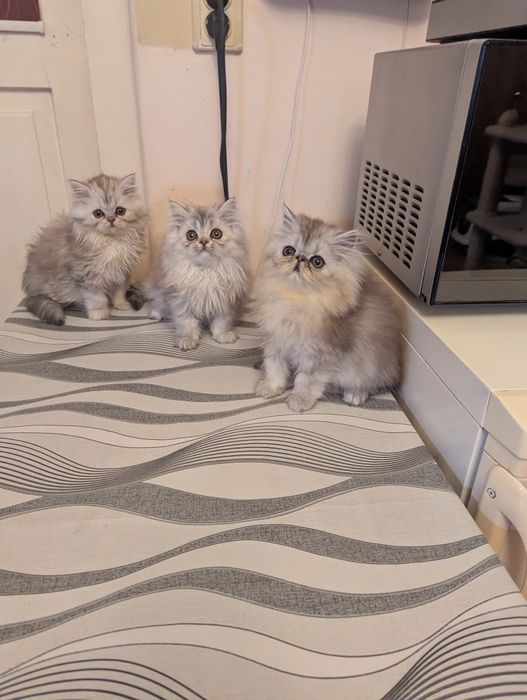 Kocięta perskie perska perski koty