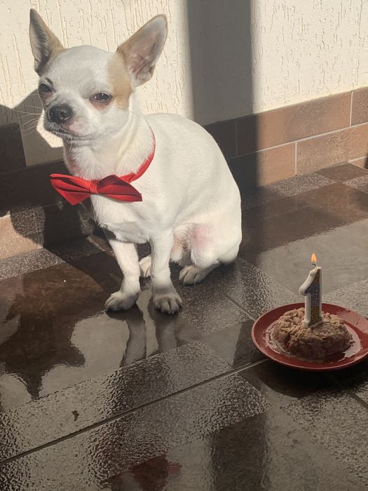 Самець чіхуахуа шукає наречену ( в'язка вязка чихуахуа)