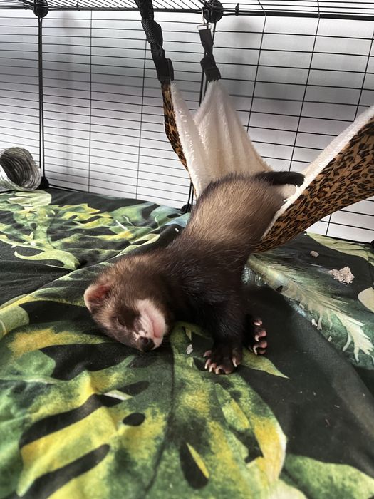 Fretka 5 miesięcy samiec energiczny + klatka z wyposażeniem