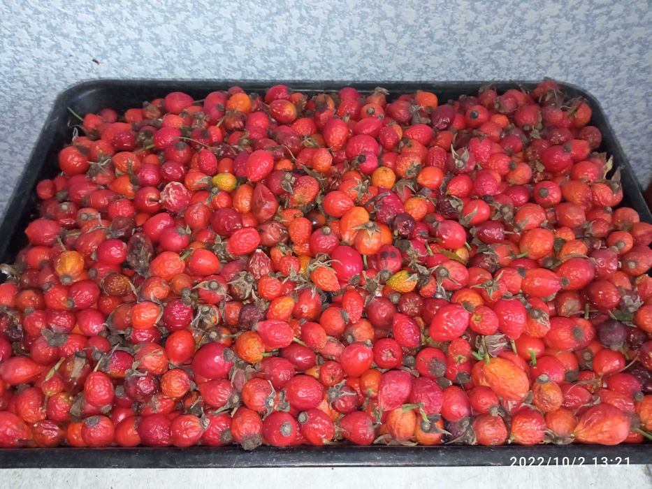 Суха шипшина                  .