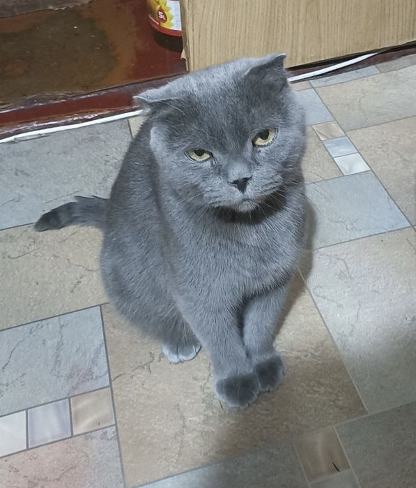 Кошка британская серая голубая