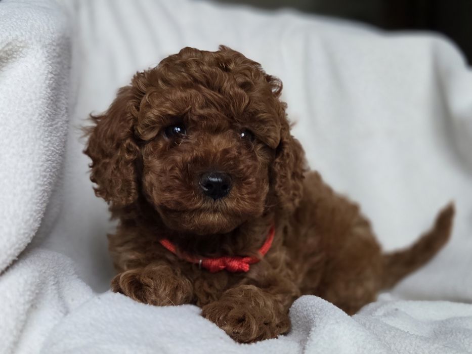 Той пудель супер дівчинка