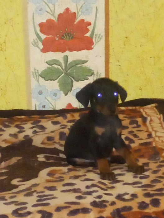 Продам цуценят породи доберман про вакциновані