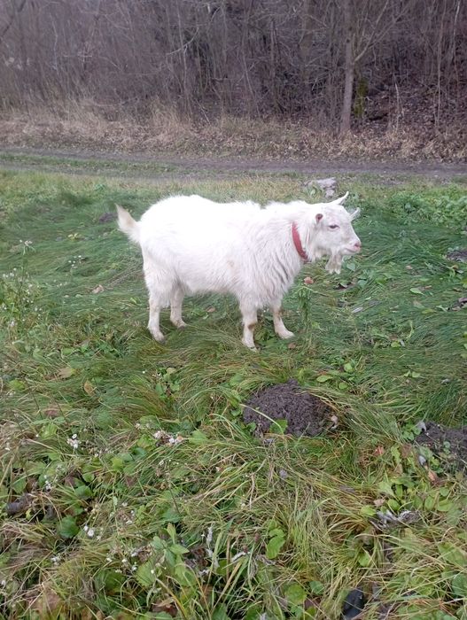 Подарую козла на плем'я