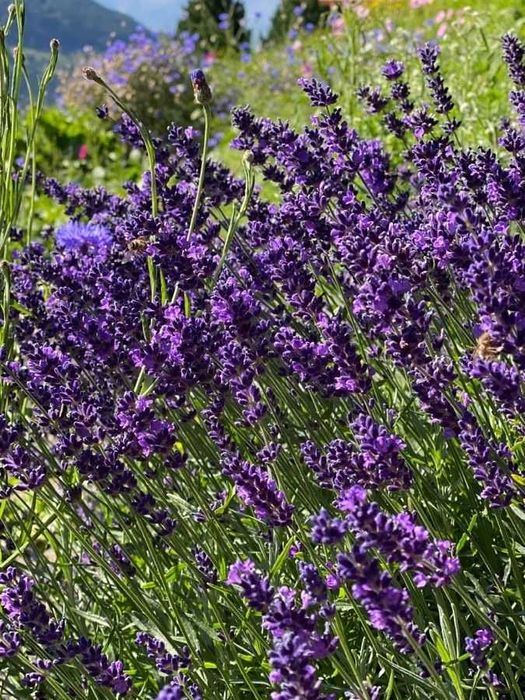 Лаванда насіння 5 сортів Sineva, біла, Hidcote, Rosea семена