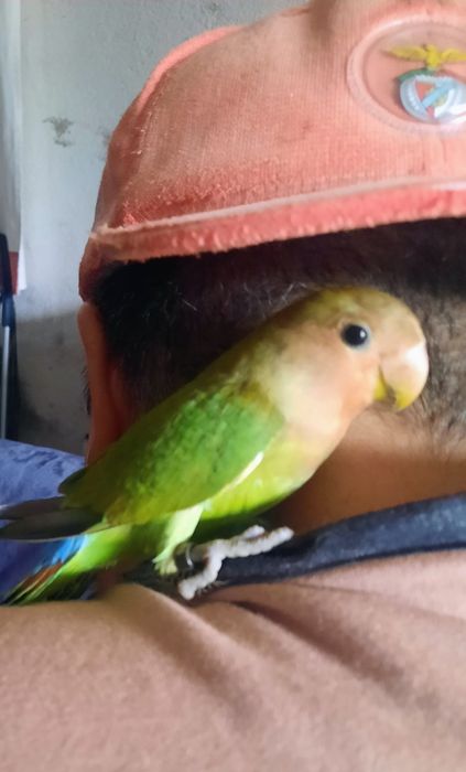 Ola lindos passarinhos para cedência