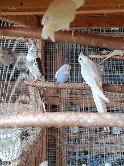 Papugi nimfy para albino szek